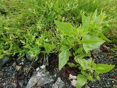 Atriplex drymarioides