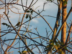 Leiothlypis ruficapilla