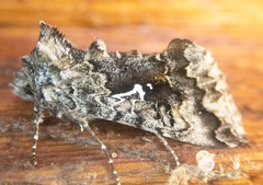 Syngrapha octoscripta