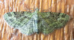 Pasiphila rectangulata