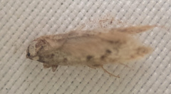 Endrosis sarcitrella