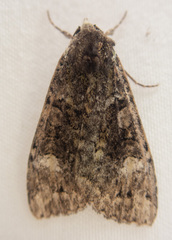 Anaplectoides prasina