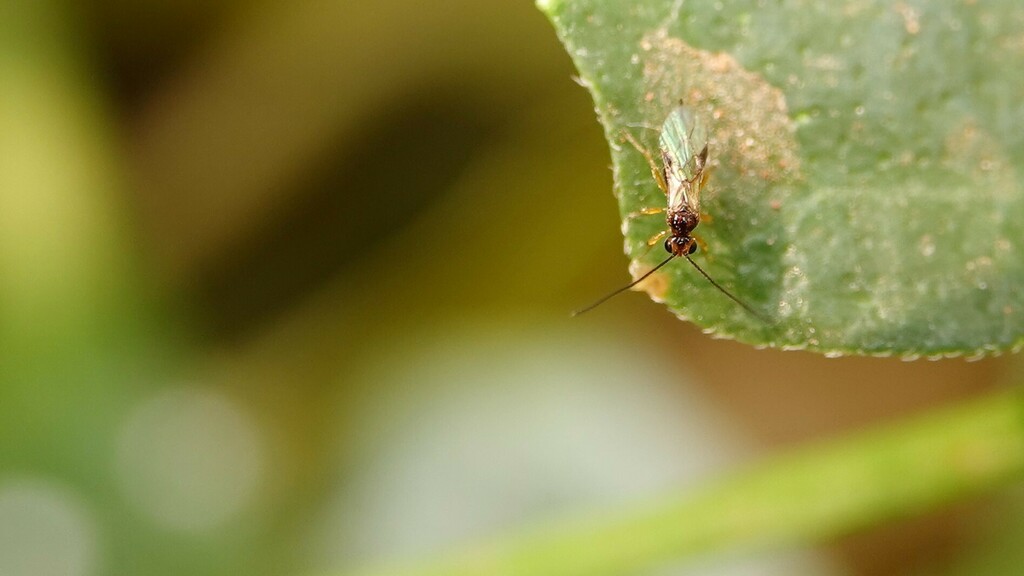 Alysiinae from Kandivali, Kandivali West, Mumbai, Maharashtra, India on ...