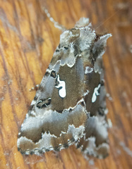Autographa corusca