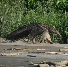 Myrmecophaga tridactyla
