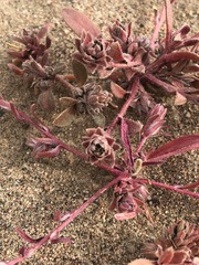 Corispermum chinganicum