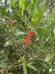 Citharexylum caudatum