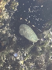 Dolabrifera nicaraguana