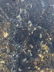 Dolabrifera nicaraguana