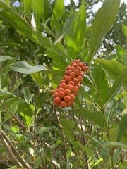Citharexylum caudatum