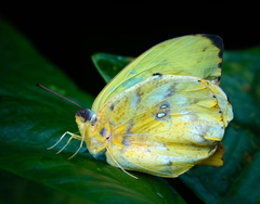 Phoebis neocypris