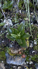 Dudleya lanceolata