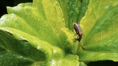 Trigonidium cicindeloides