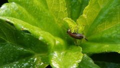 Trigonidium cicindeloides