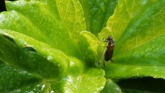 Trigonidium cicindeloides