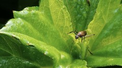 Trigonidium cicindeloides