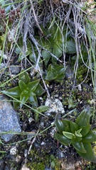 Dudleya lanceolata
