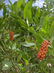 Citharexylum caudatum