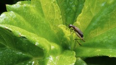 Trigonidium cicindeloides