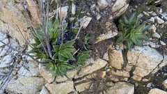Dudleya lanceolata