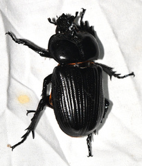 Phileurini