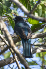 Trogon citreolus