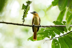 Pachyramphus minor