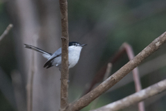 Polioptila albiloris