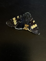 Phalaenoides glycinae