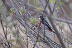 Granatellus venustus
