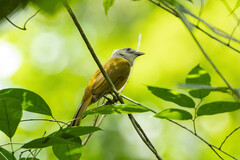 Eucometis penicillata