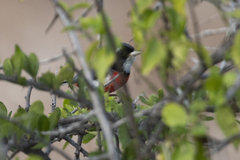 Granatellus venustus