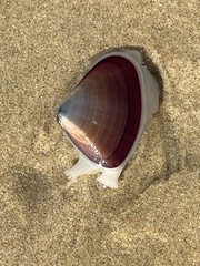 Latona deltoides