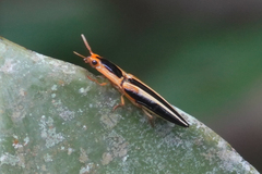 Semiotus bilineatus