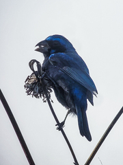 Cyanocompsa parellina