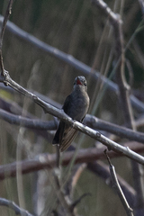 Cynanthus doubledayi