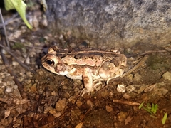Incilius marmoreus