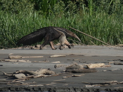 Myrmecophaga tridactyla
