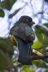 Trogon citreolus