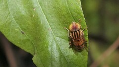 Eristalinus arvorum