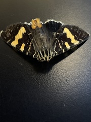 Phalaenoides glycinae