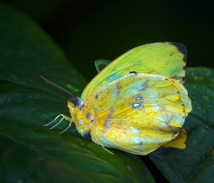 Phoebis neocypris