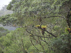 Aulacorhynchus prasinus