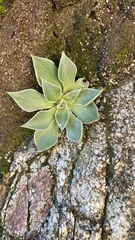 Dudleya cymosa pumila