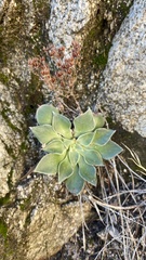 Dudleya cymosa pumila