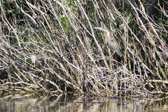 Ixobrychus flavicollis