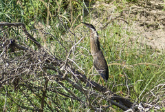 Ixobrychus flavicollis