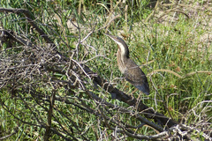 Ixobrychus flavicollis