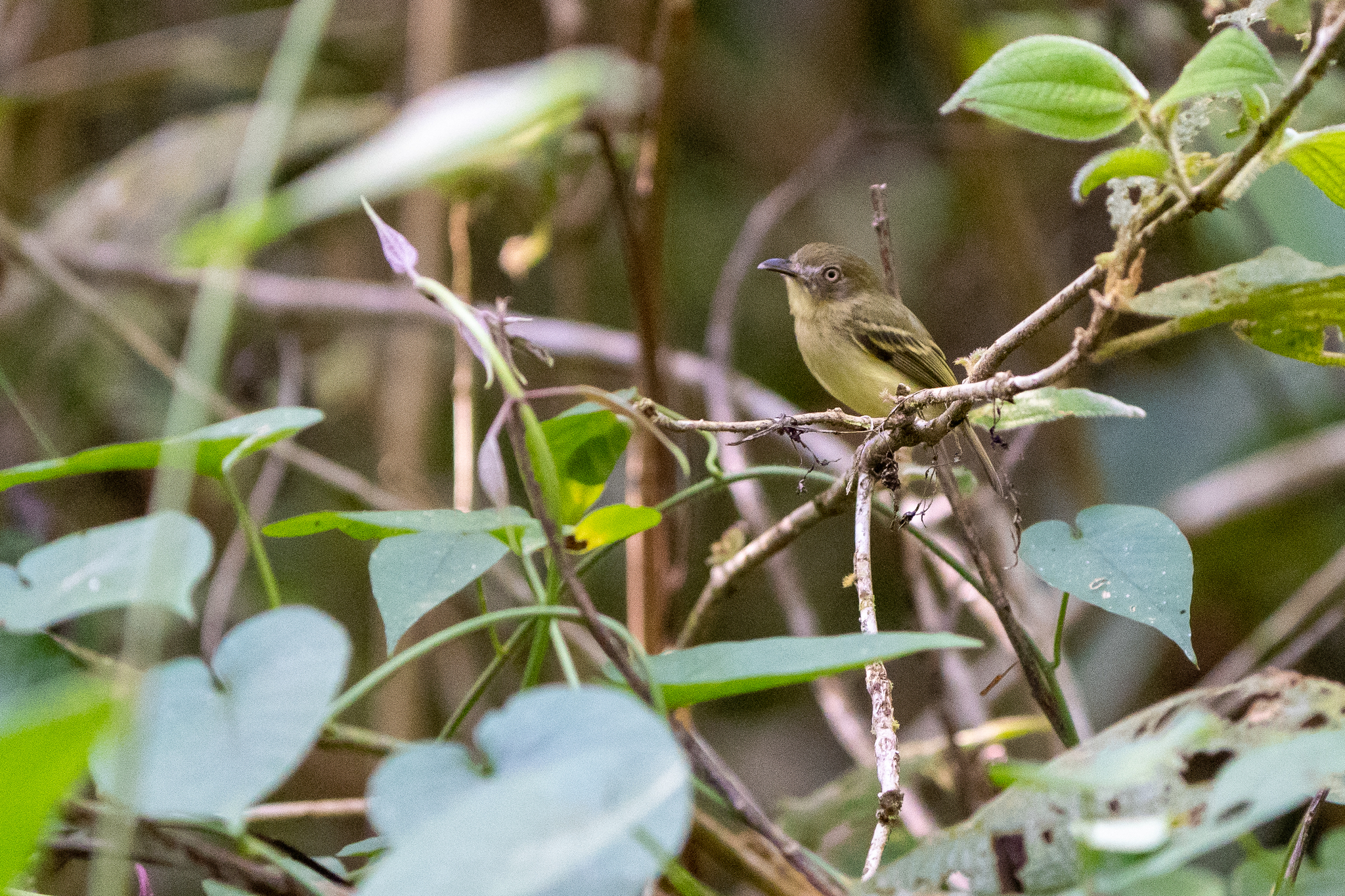 Southern Bentbill (Oncostoma olivaceum), photo 9