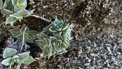 Dudleya cymosa pumila